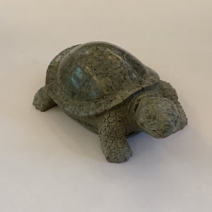 Small Tortoise