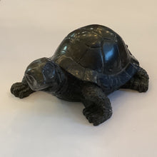 Tortoise