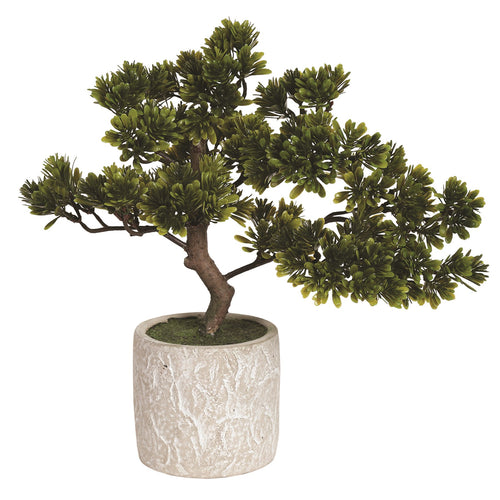 Bonsai Tree in Pot