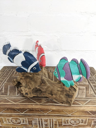 Multi coloured fish on driftwood